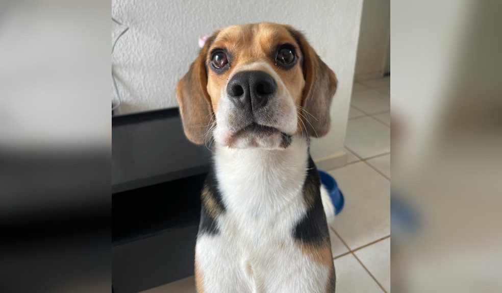 'Bigu' recebeu a microchipagem em uma clinica veterinária em Itapetininga (SP) — Foto: Arquivo pessoal/Stephany Marcondes
