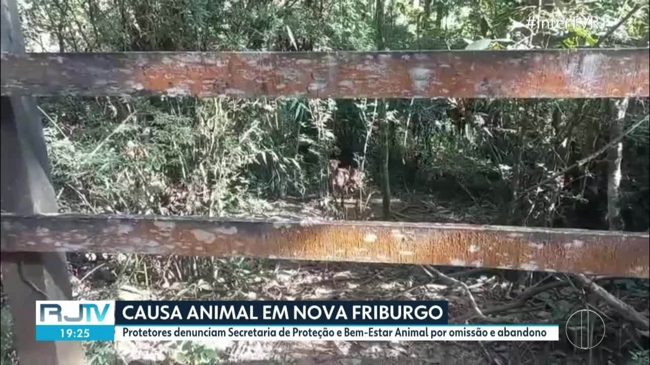 Protetores levam ao Ministério Público caso de omissão e abandono de cadela pela Secretaria de Proteção Animal de Nova Friburgo 