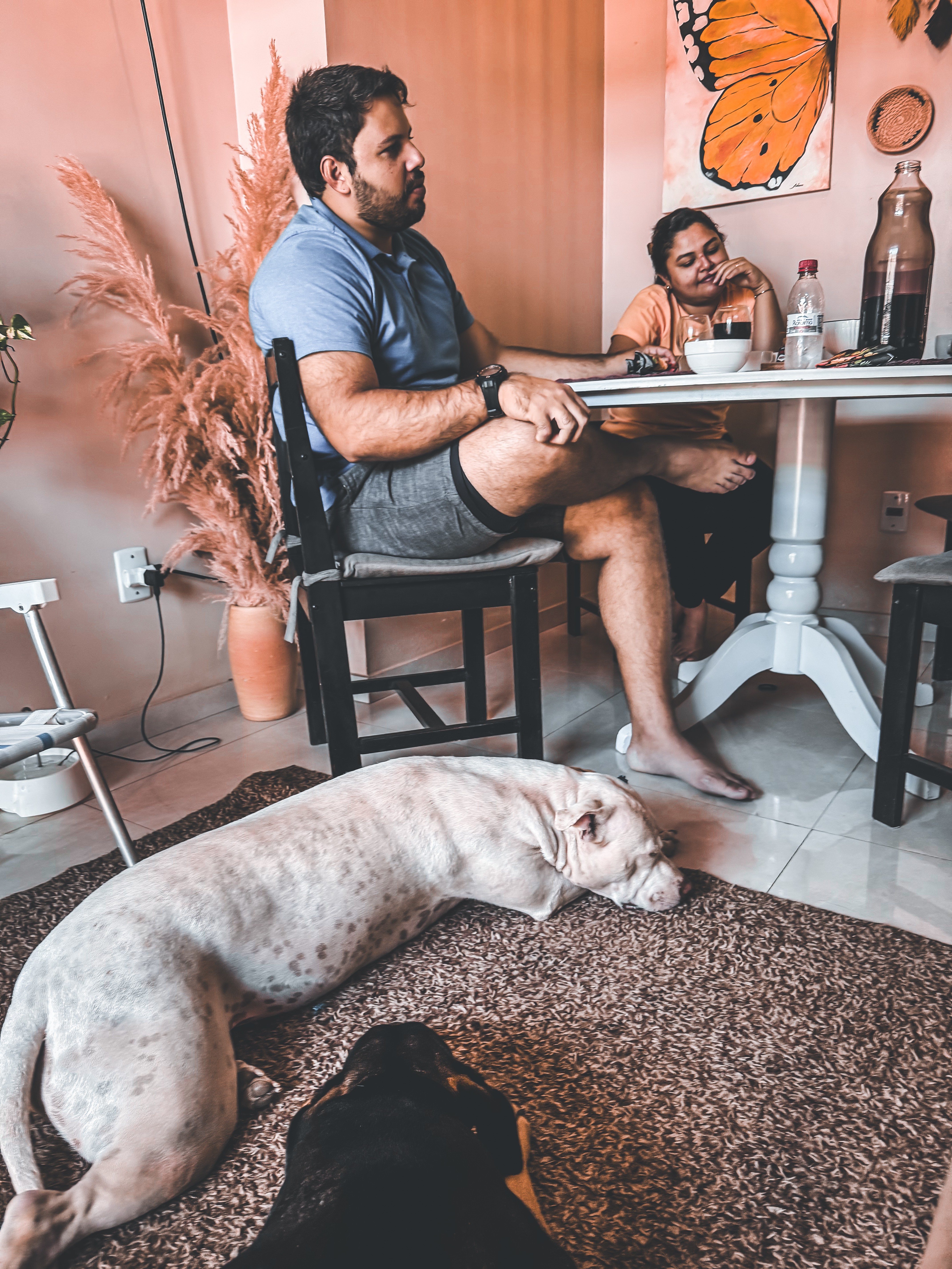 Famílias buscam hospedagens que preservem o bem-estar dos cães durante viagens