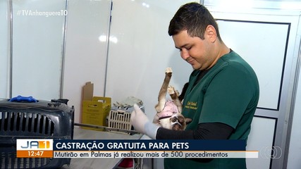 Palmas oferece castração gratuita para pets