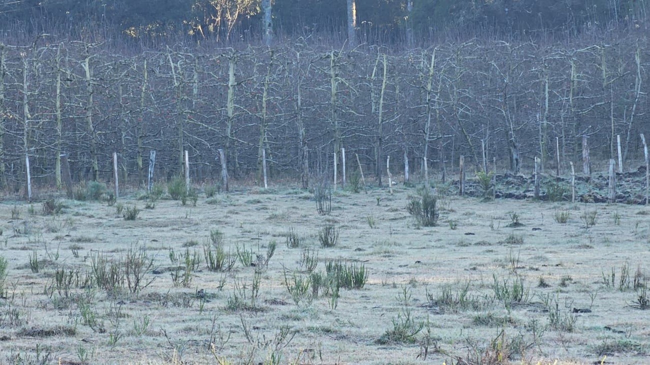 'Carros congelados' e geada na Serra confirmam previsão de frio intenso e abaixo de 0°C em SC; VÍDEO
