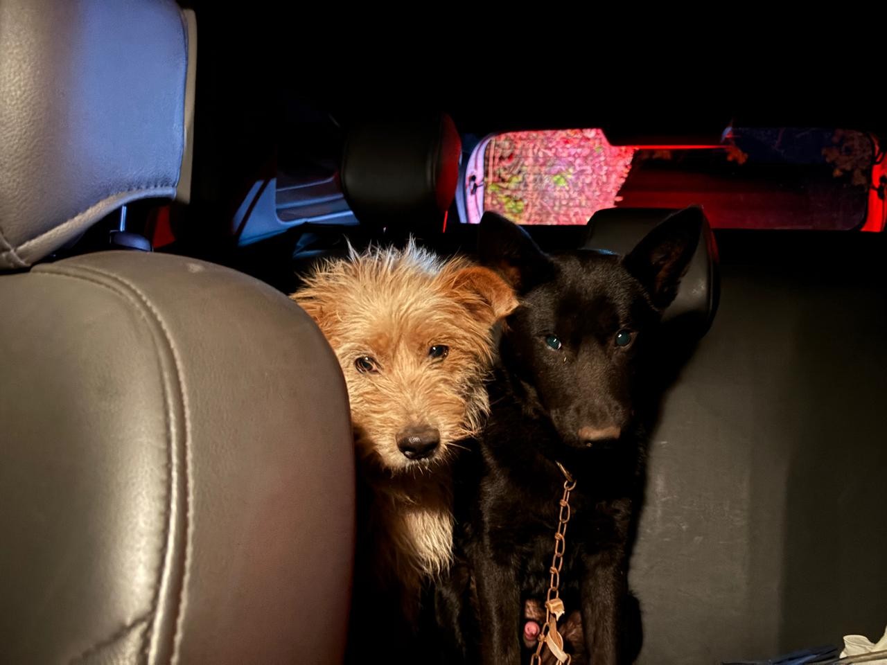 Durante atendimento a batida no PR, perita resgata cachorros, gato e galinha que estavam no interior de um dos veículos envolvidos
