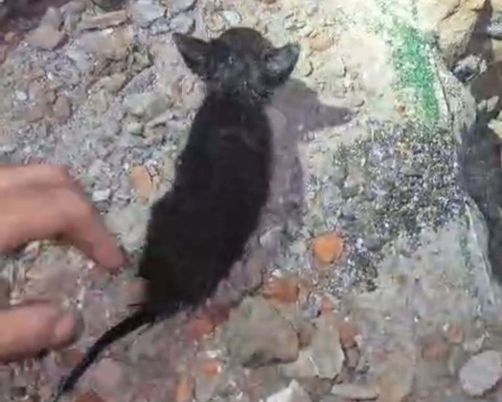 Filhotes de gato presos em tubulação de água são resgatados em Aracaju