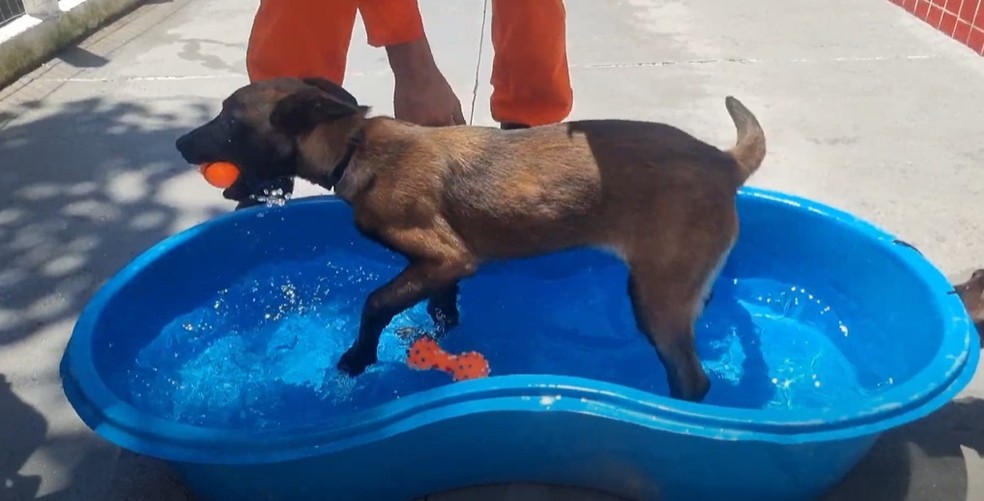 Cães farejadores têm treinamento especial — Foto: Divulgação