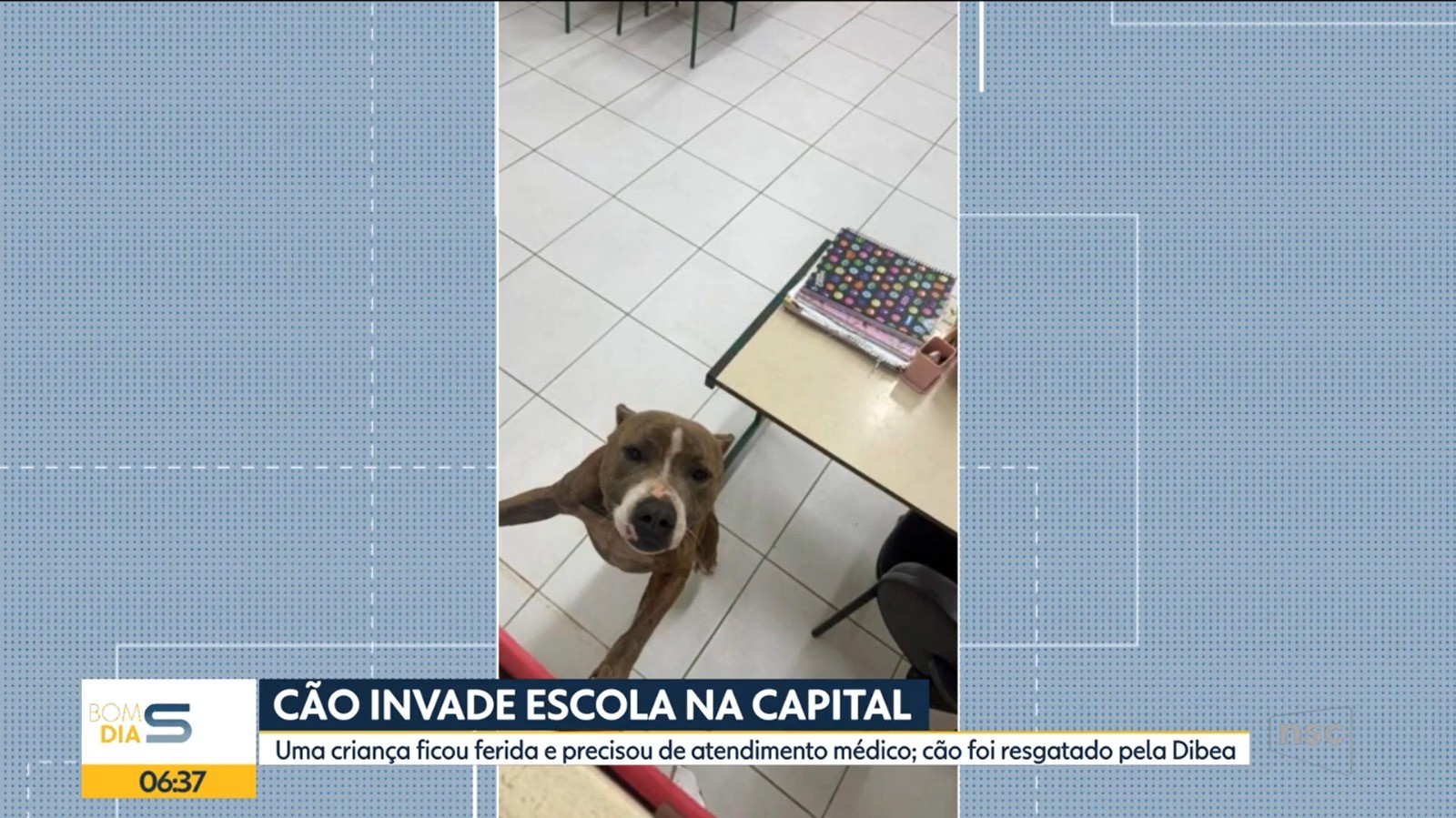 Cão invade escola e fere aluno e mãe durante tentativa de tirá-lo do local, em Florianópolis