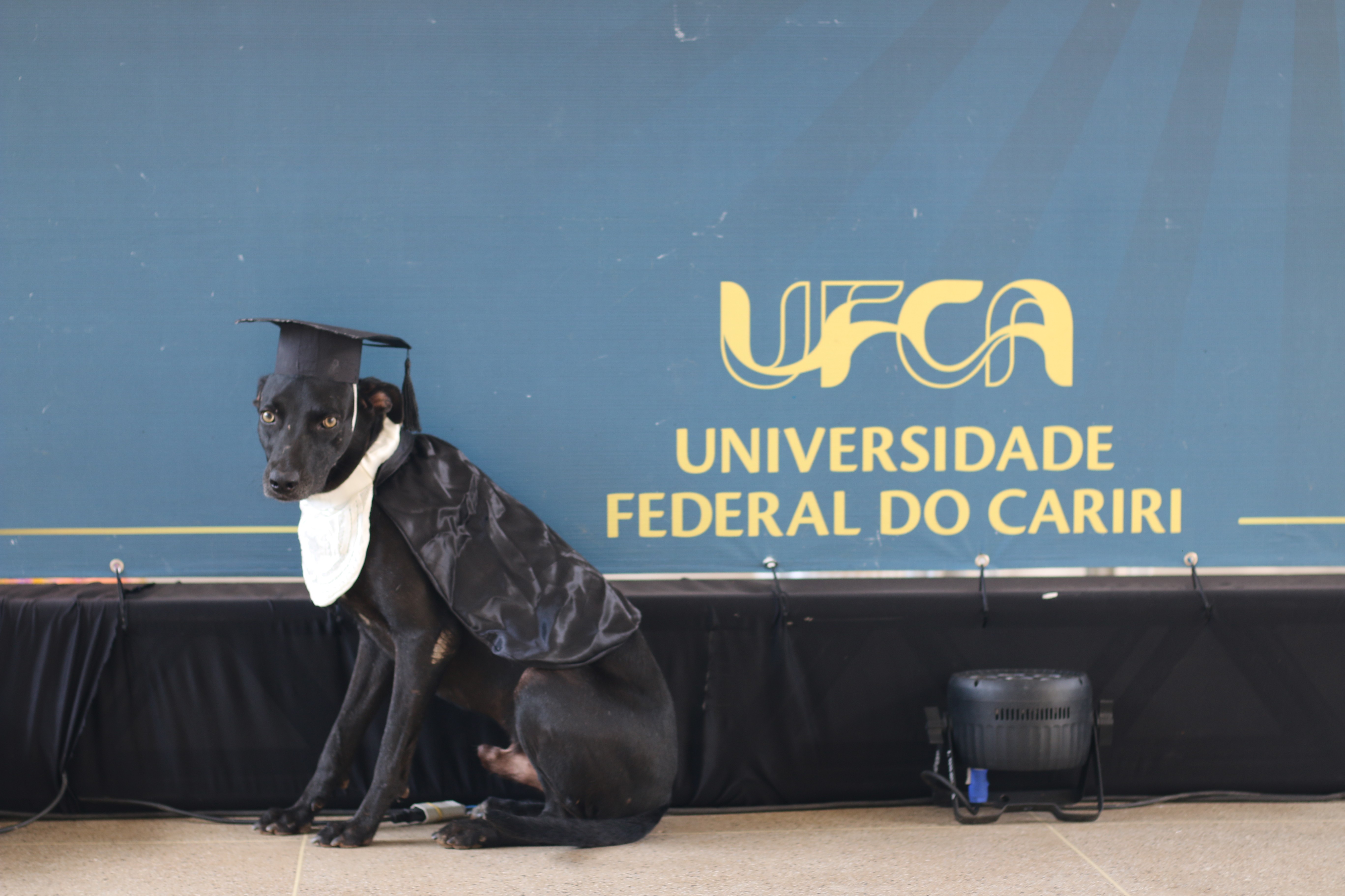 Cães 'colam grau' e viram atração em cerimônia da Universidade Federal do Cariri