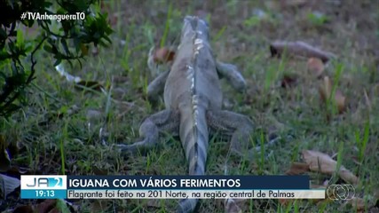Iguana é flagrada andando ferida em ruas de Palmas