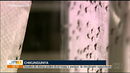 Tocantins registra 74 casos de chikungunya no primeiro trimestre