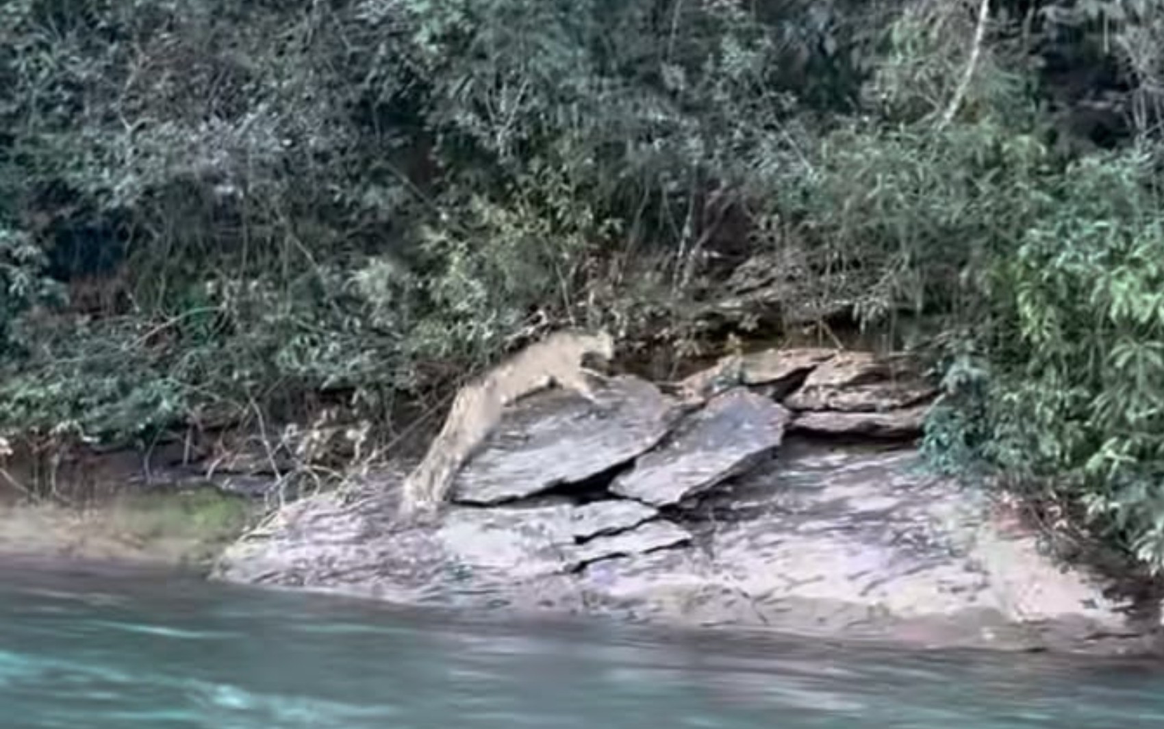 Onça impressiona pescador ao atravessar rio em rio em Goiás