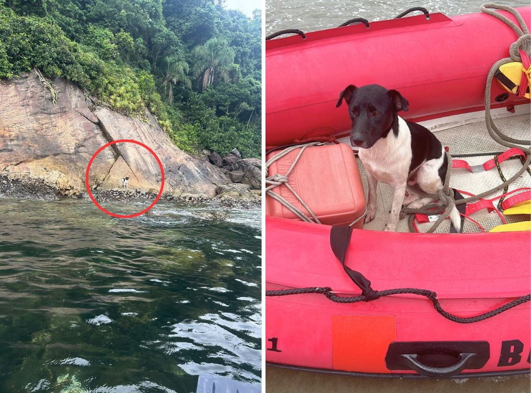 Cachorro é resgatado em ilha do litoral de SP; VÍDEO 