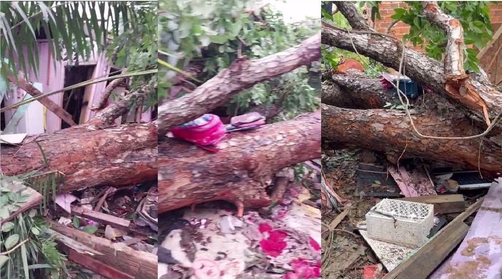 Árvore caída sobre casa em Ariquemes, RO — Foto: Reprodução
