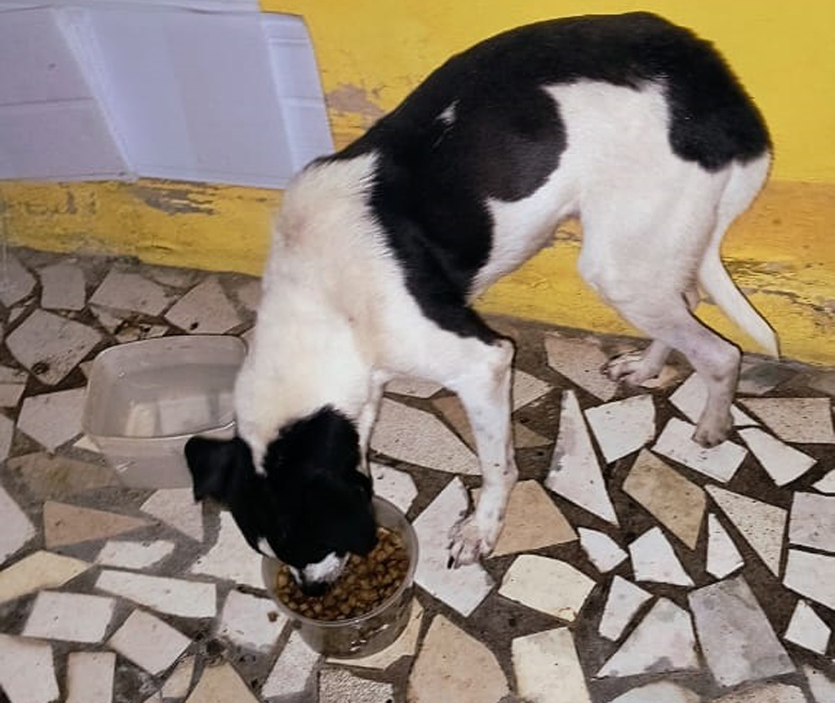 Após ação de despejo, inquilino abandona cachorro sem água e alimento em casa alugada em Pirapozinho
