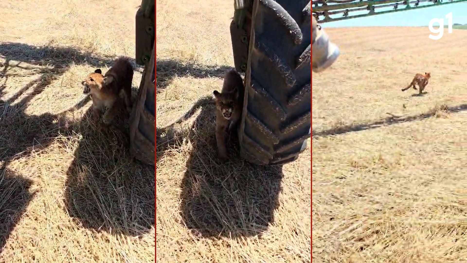 Onça-parda SURPREENDE agricultores em lavoura: Veja o vídeo do susto!