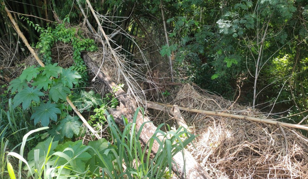 Polícia Ambiental usa imagens de satélite e multa homem em R$ 1,5 mil por desmatamento ilegal em Salmourão (SP) — Foto: Policia Militar Ambiental/Divulgação