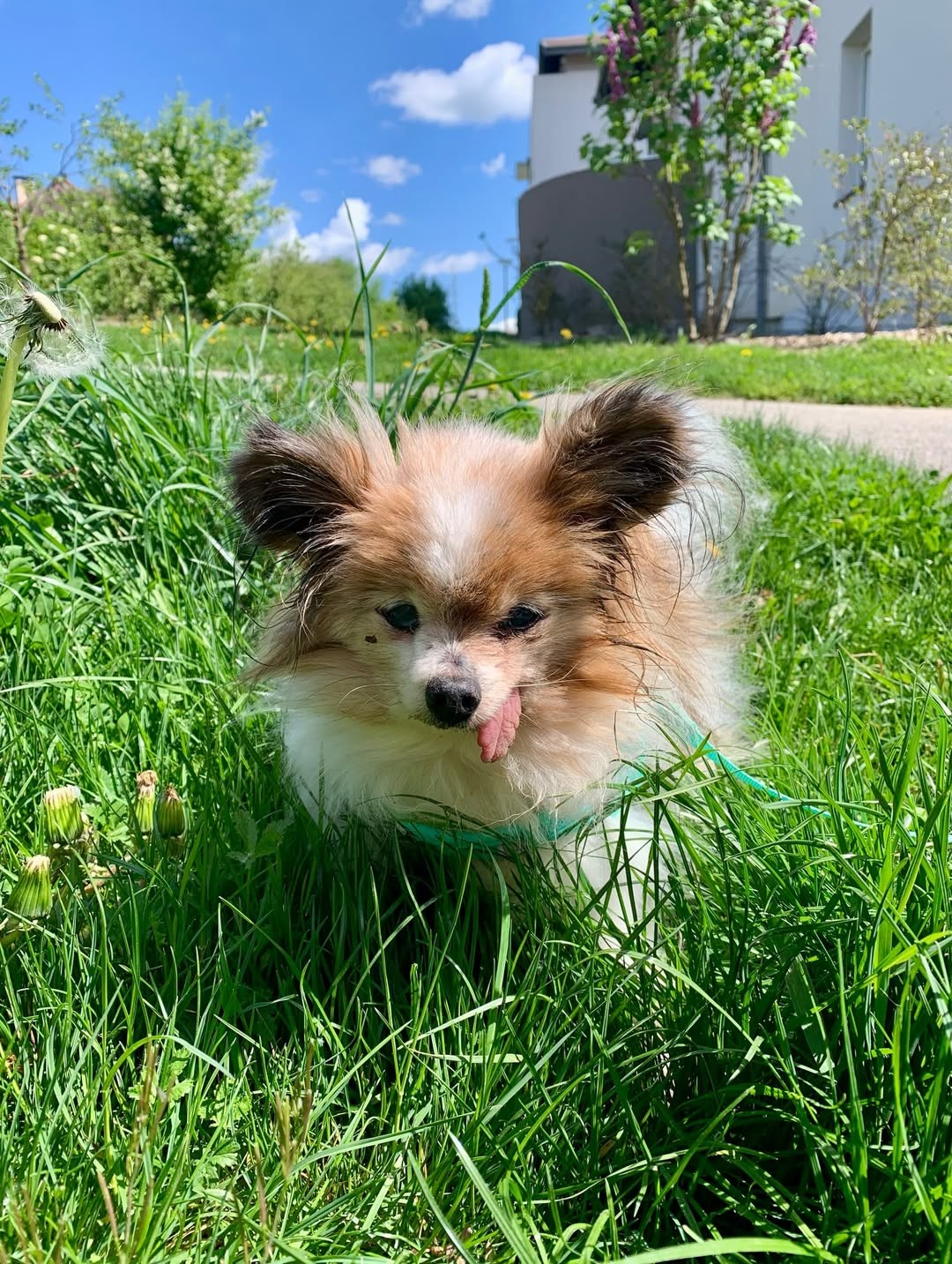 Cachorro 'mais velho do mundo' morre aos 30 anos