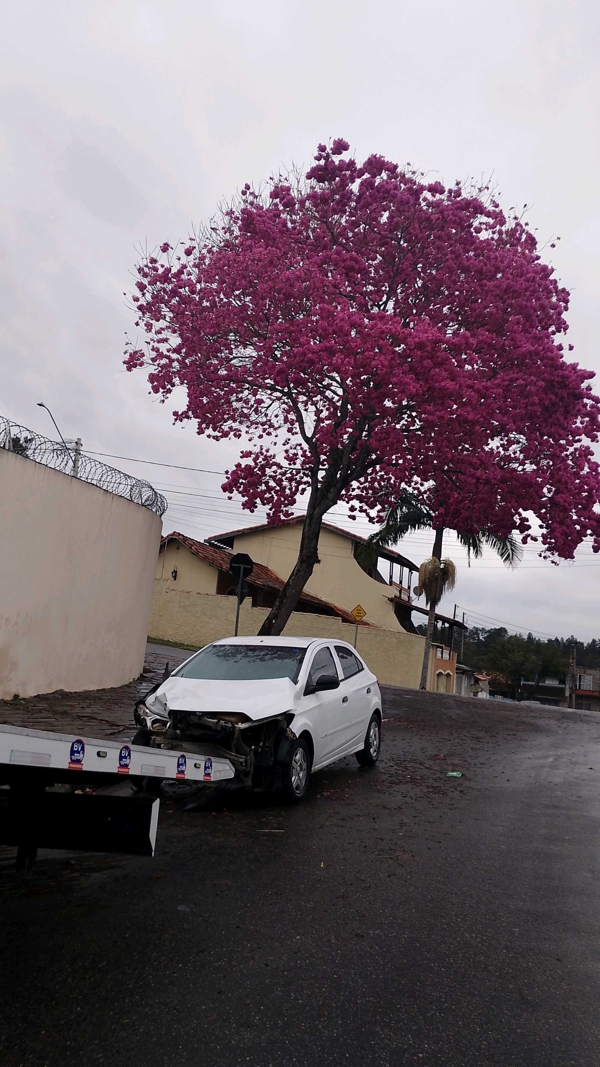 Ipê-rosa no Parque Interlagos, em São José dos Campos — Foto: Janete Dutra Gomes/Vanguarda Repórter