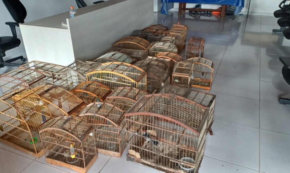 Operação Rotas da Fauna resgata 67 aves silvestres e apreende produtos ilegais em Feira de Santana — Foto: PRF-BA
