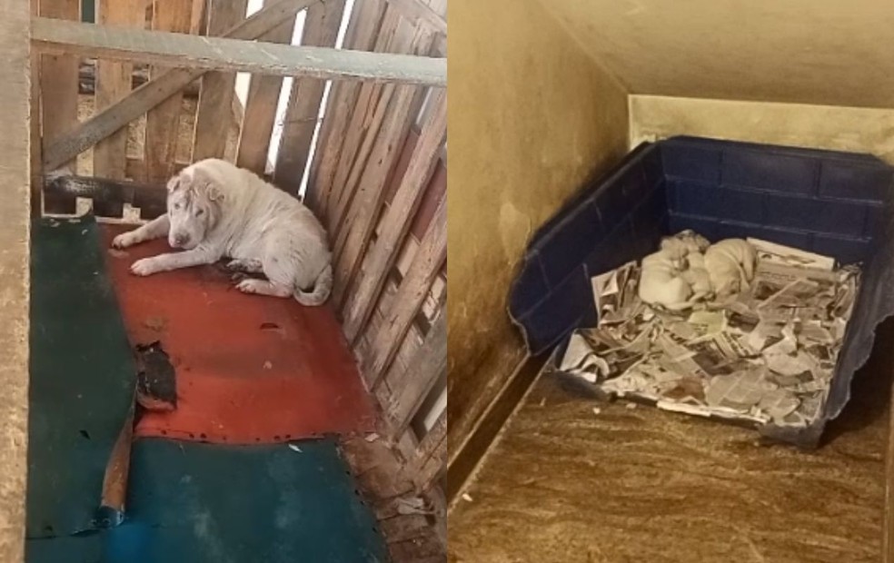 Animais abandonados em Jundiaí recebem ajuda da Cobasi