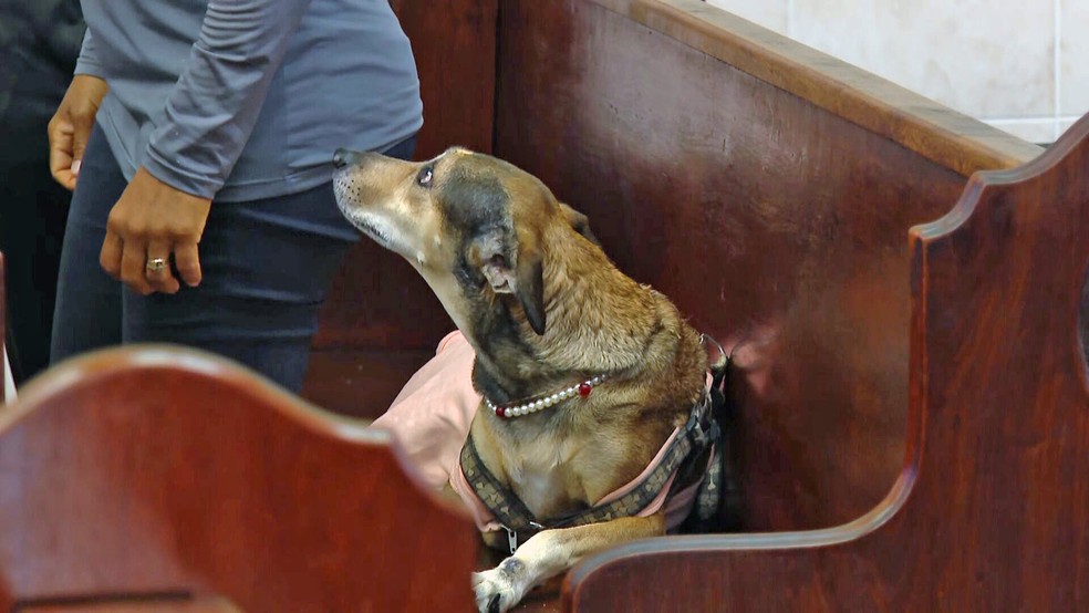 Cachorrinha na missa das 6h da Igreja de São Francisco de Assis, no Rio Comprido — Foto: Reprodução/TV Globo