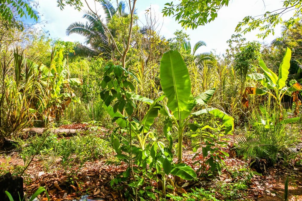 Com 22 mil hectares, Piauí é o 2º estado que mais adquire terras pelo Crédito Fundiário