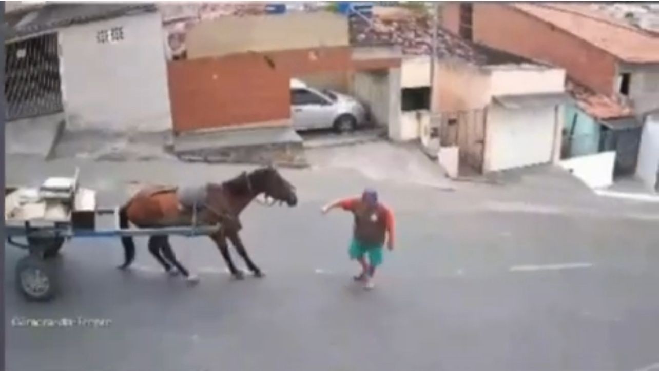 Cavalo cai após derrapar ao descer ladeira com carga pesada em carroça, em Campina Grande, e polícia investiga; VÍDEO