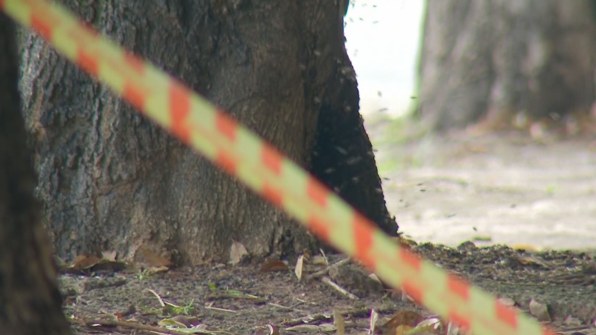 Abelhas continuam em árvore após ataque que matou idosa em Marília