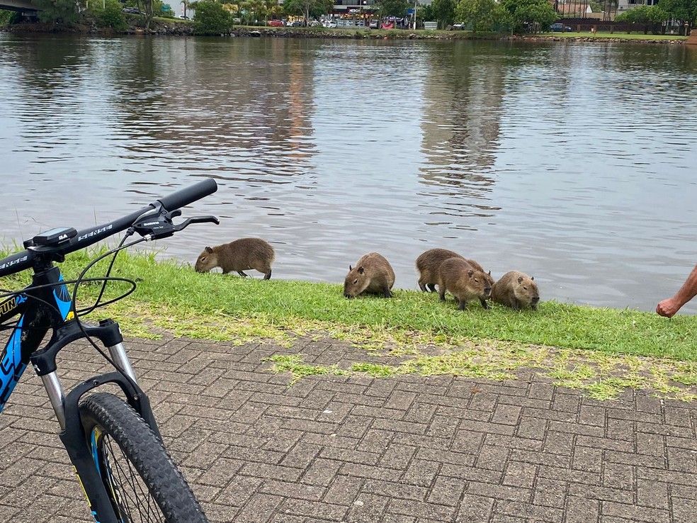 Capivaras nas margens do Rio Mampituba em Torres — Foto: Nan Hausen/Arquivo Pessoal