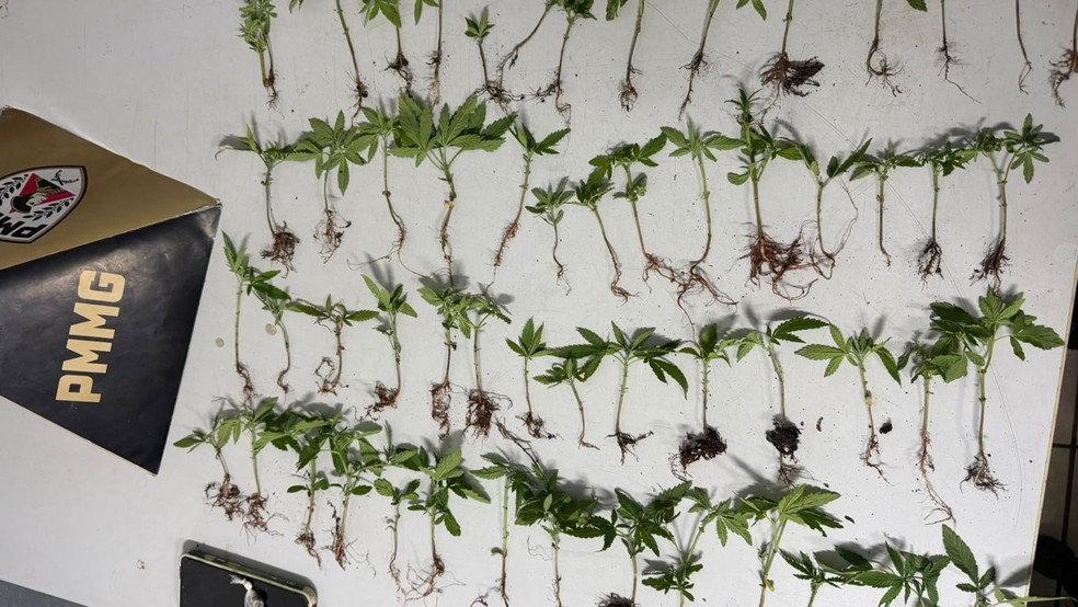 As plantas e sementes de maconha foram apreendidos e enviados &agrave; delegacia de Pol&iacute;cia Civil &mdash; Foto: Pol&iacute;cia Militar de Minas Gerais/Divulga&ccedil;&atilde;o
