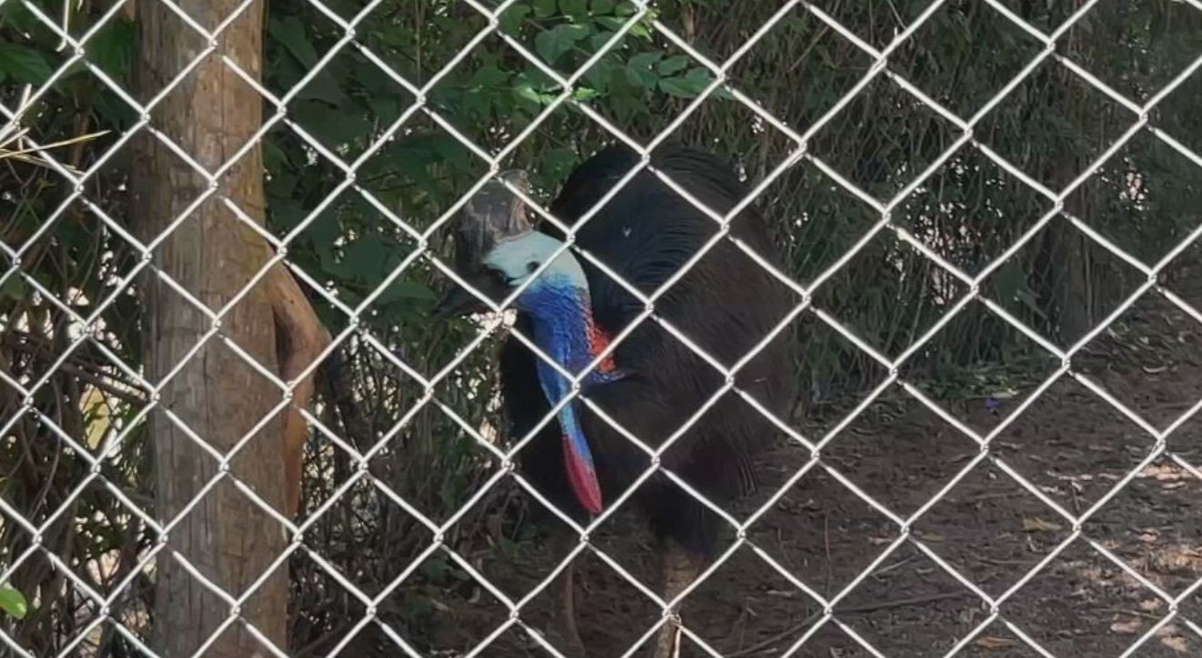 Onça-pintada, urubu-rei e casuar: Zoo de Bauru encerra o ano com novos 'moradores'; conheça as espécies