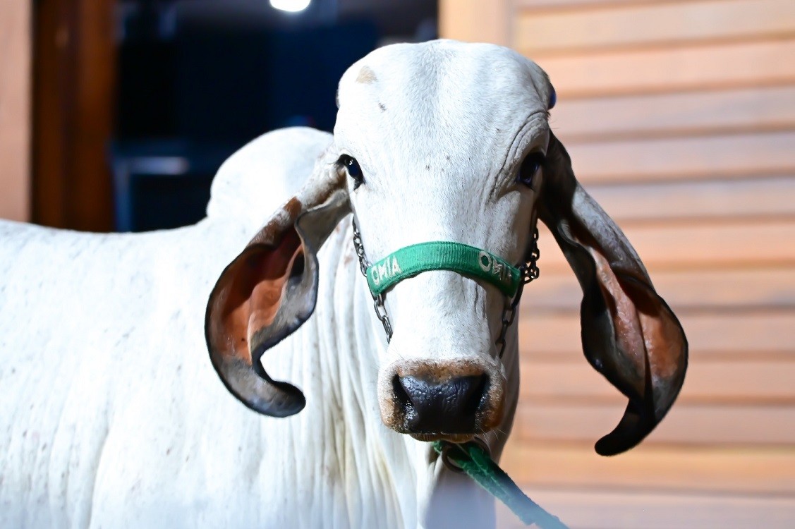 91ª ExpoZebu bate recorde e ultrapassa R$ 254 milhões em leilões oficiais