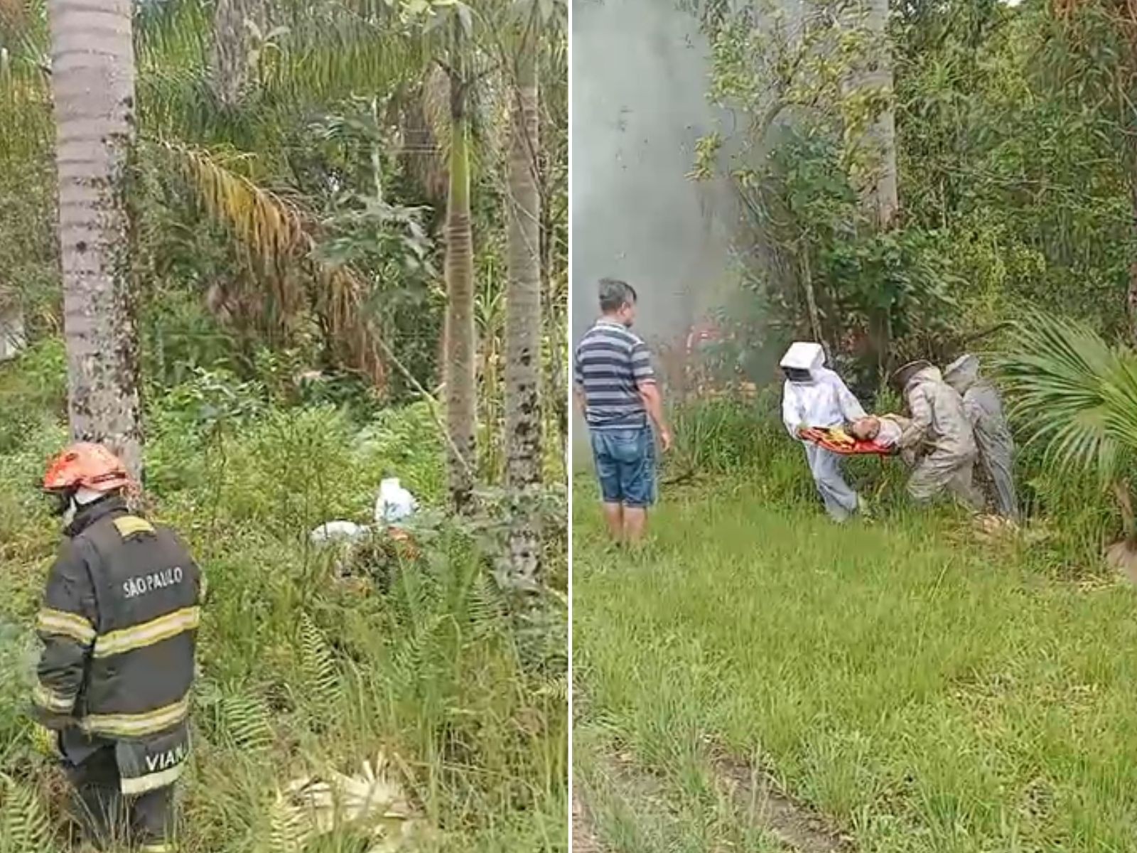 Idoso e bombeiro são atacados por enxame de abelhas no interior de SP; VÍDEO