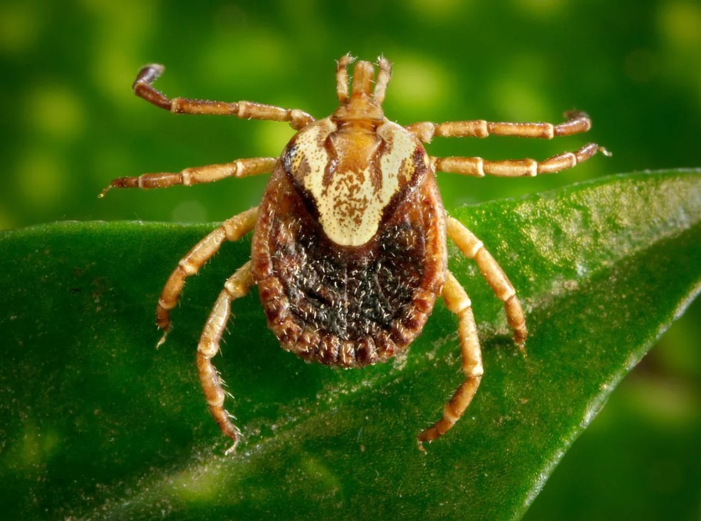 A doença infecciosa é transmitida através do carrapato-estrela infectado e para a qual não há vacina — Foto: G1