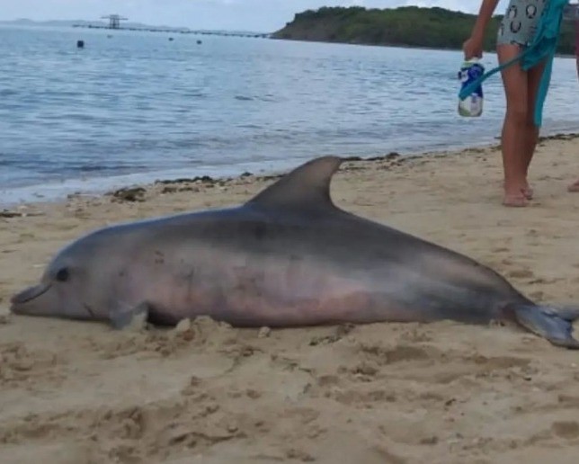 Golfinho é encontrado morto em praia do subúrbio de Salvador