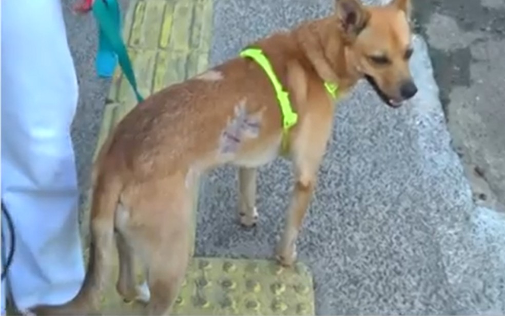 'Garoto' teve ferimentos e precisou raspar parte do pelo aps ataque em Salvador — Foto: TV Bahia