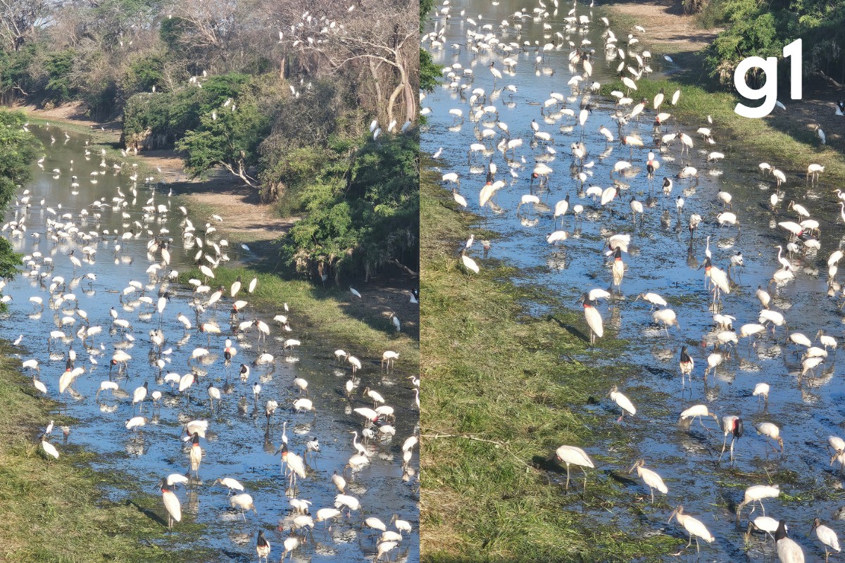 ‘Rio de tuiuiús’: concentração de aves impressiona turistas durante viagem pelo Pantanal de MT; VÍDEO