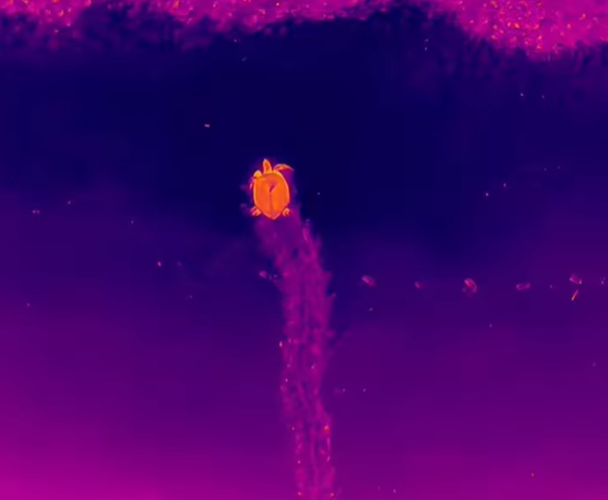 Desova de tartaruga é registrada com sensor térmico e IA em projeto inédito no litoral da Paraíba; entenda