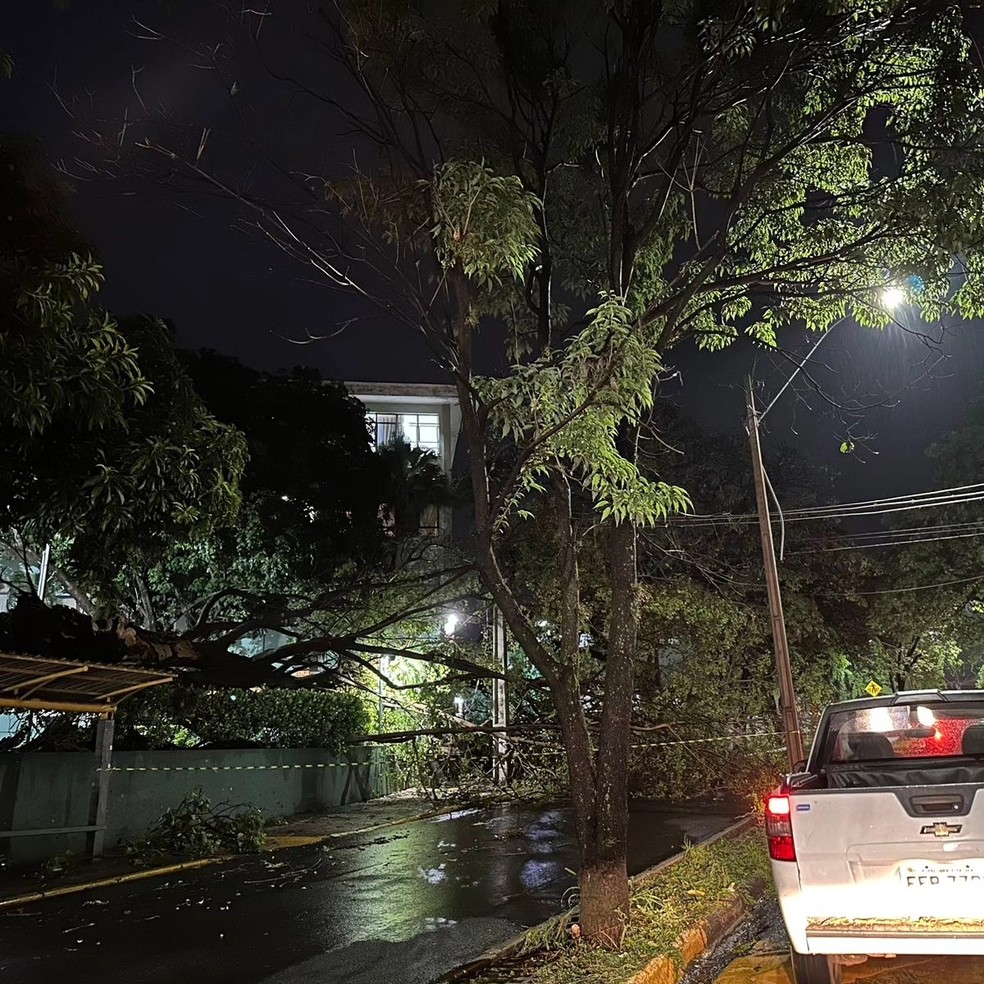Temporal derrubou mais de 60 árvores nesta sexta-feira (27), em Presidente Prudente (SP) — Foto: Secom