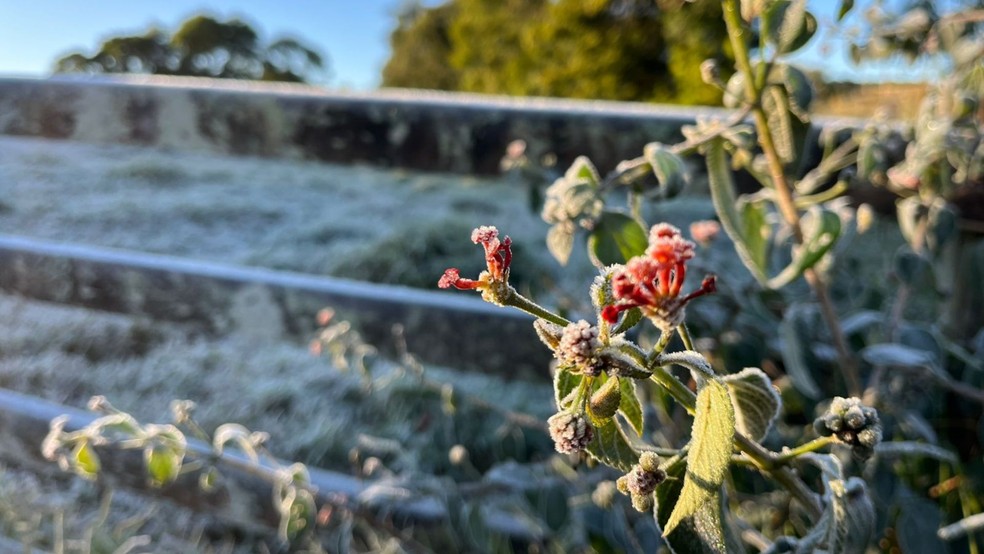 Onda de frio: Bauru registra menor temperatura do ano e região tem geada — Foto: Adriano Baracho/TV Tem
