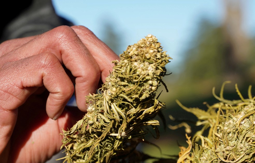 Fazendeiro cultiva cannabis em montanha da cidade de Ketama ao norte de Marrocos — Foto: Stringer/REUTERS/Arquivo