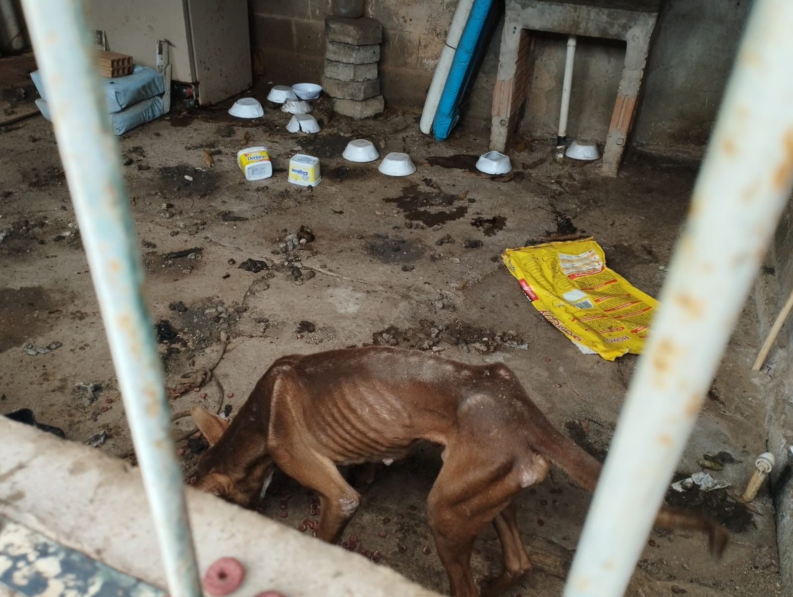 Polícia resgata 6 animais em condições insalubres e prende um tutor em ação do Abril Laranja