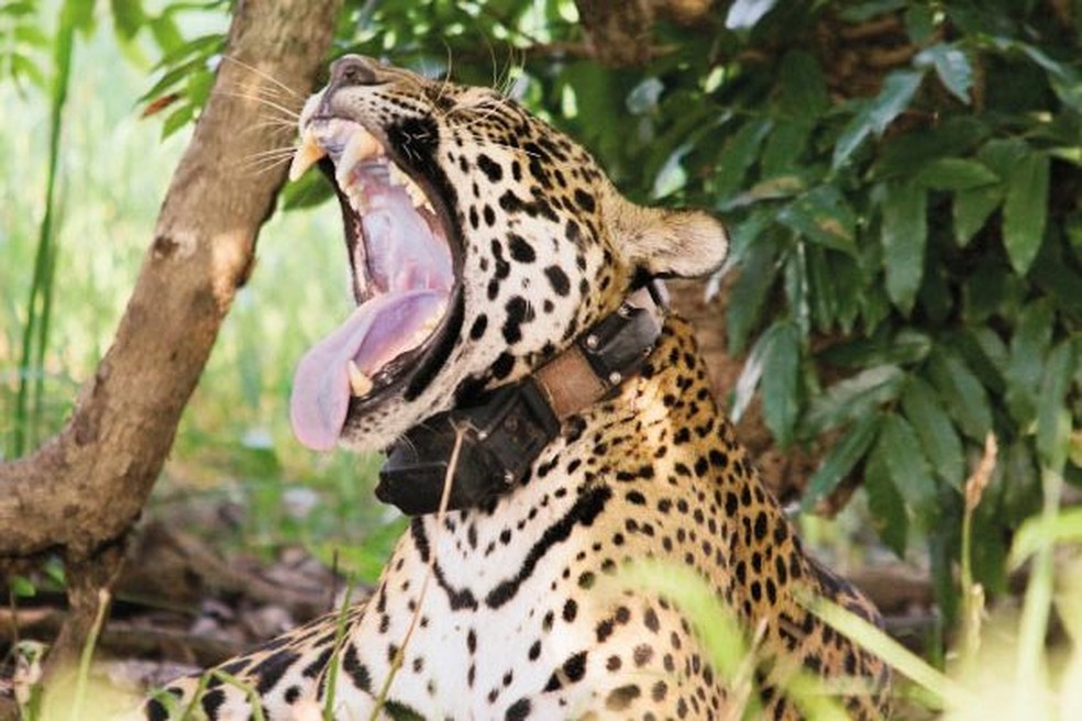 Gaia morreu durante os incÃªndios que tÃªm devastado o Pantanal â Foto: OnÃ§afari/ ReproduÃ§Ã£o