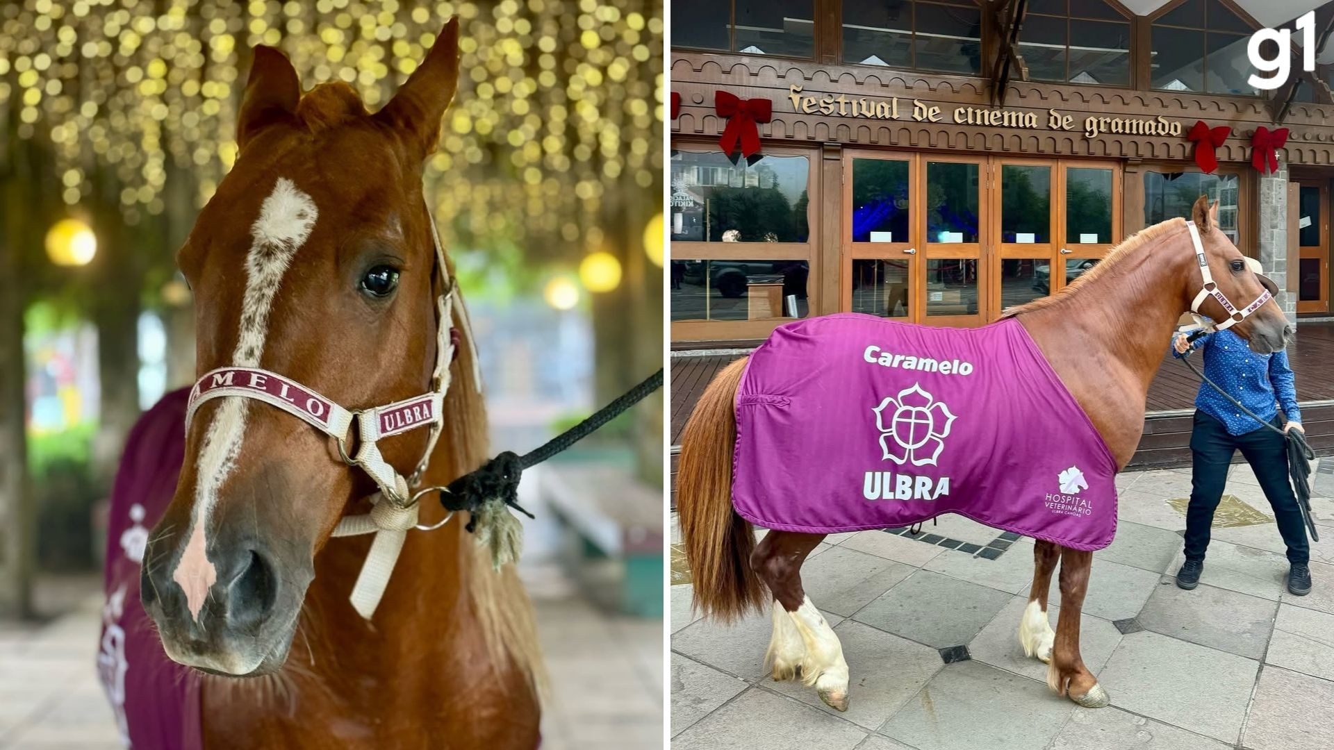 Cavalo Caramelo é oficialmente adotado pela Ulbra sete meses após ser resgatado de enchente