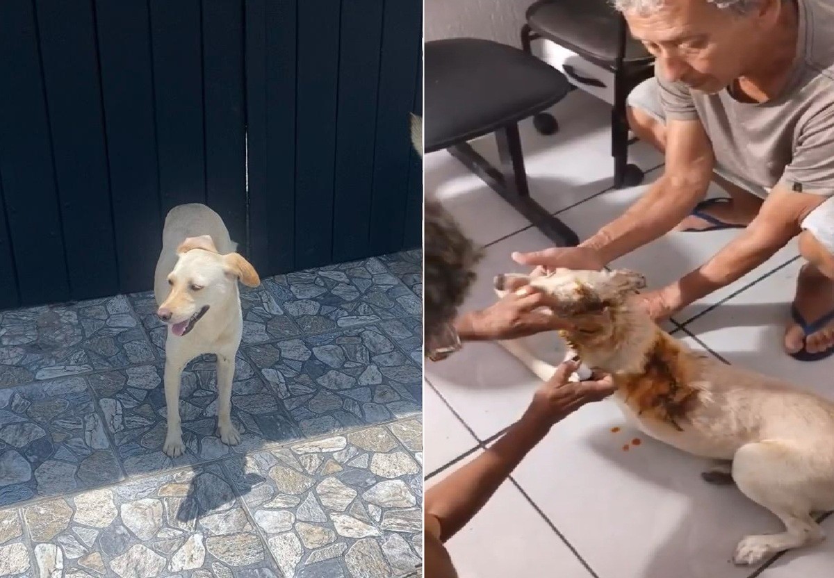 Cadela comunitária morre em Iguaba Grande após ser ferida com arma branca