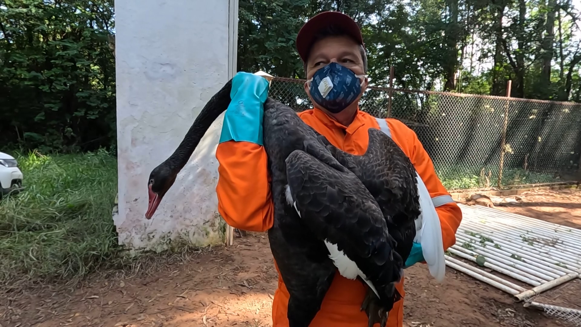 Mais de 130 animais mortos, caseiro preso e multa de R$ 1 milhão: veja o que se sabe sobre maus-tratos no interior de SP