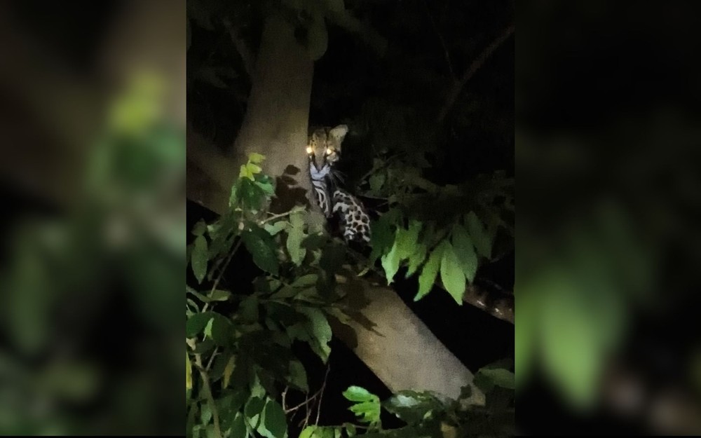 Jaguatirica é avistada em árvore de parque urbano da Represa de Rio Preto-SP