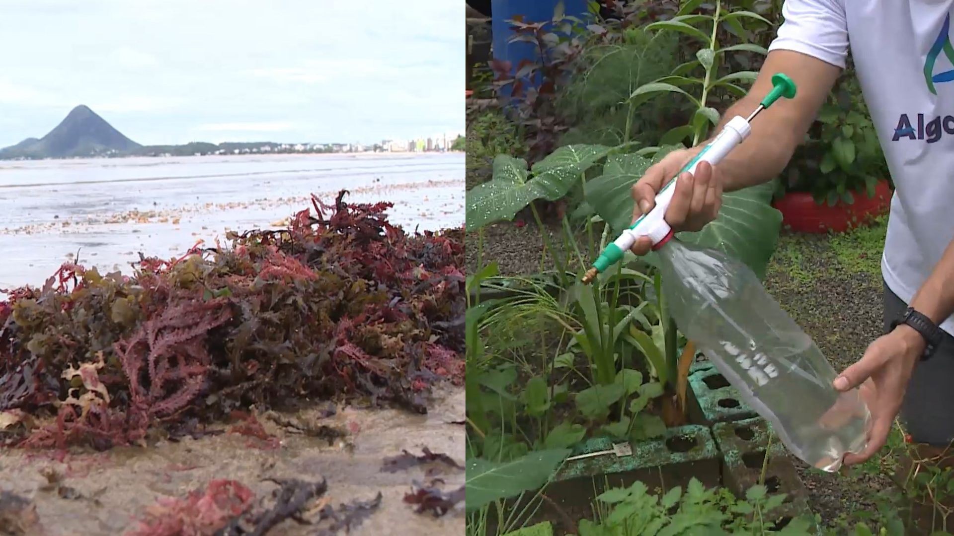 Algas recolhidas em areia de praia são transformadas em adubo líquido por pesquisadores do ES