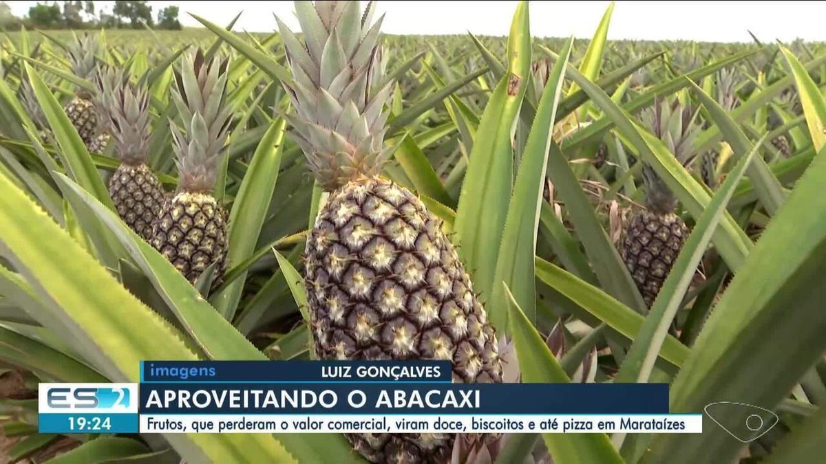 Casadinhos, pizza and snacks for parties: ES farmers invent recipes for pineapples with no commercial value