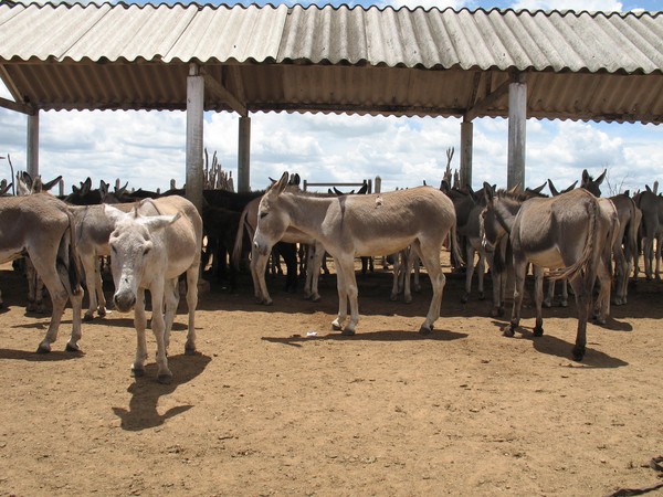 Polícia fecha abatedouro clandestino de cavalos no Sul de SC - NSC