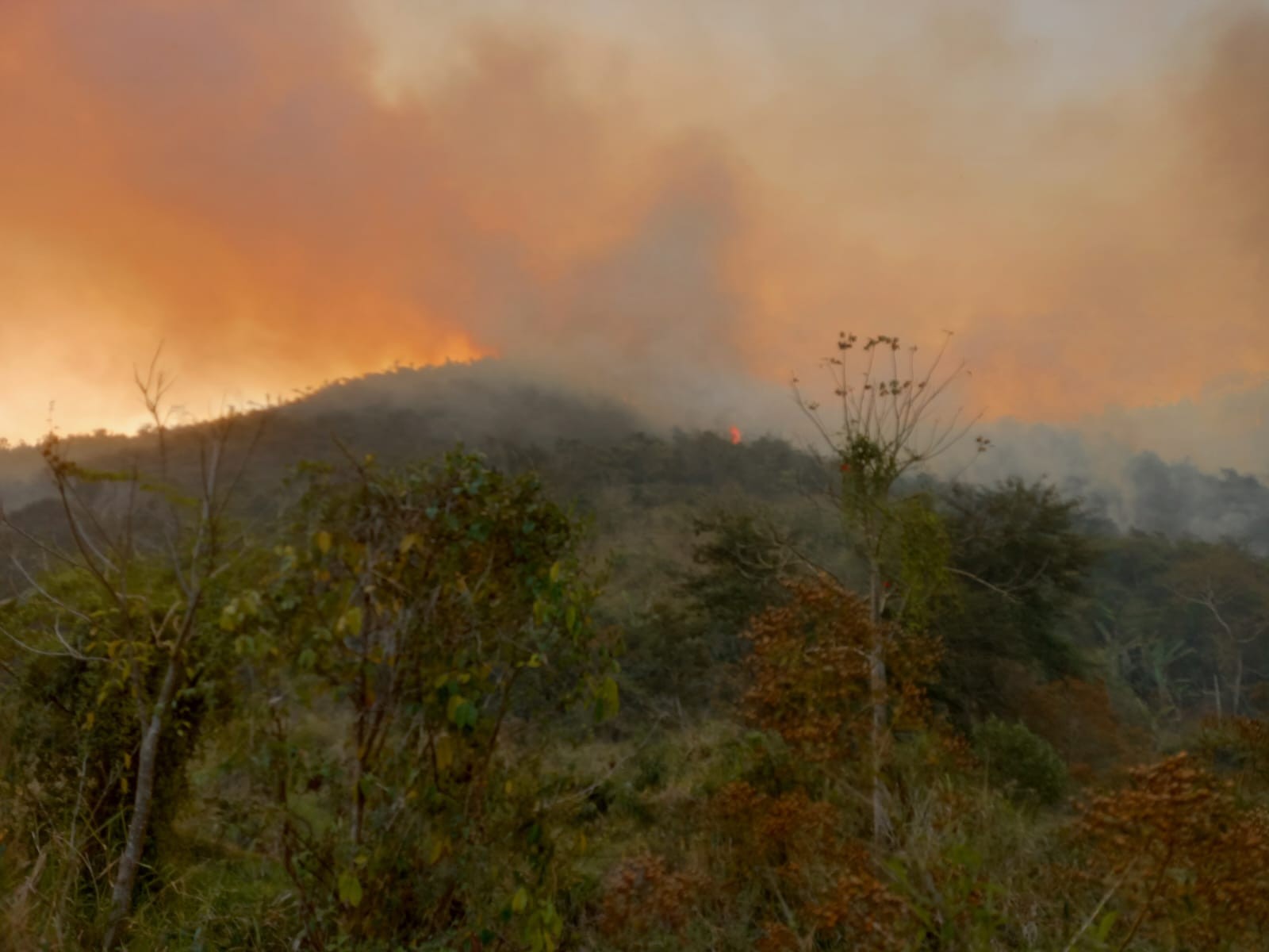 Incêndio destrói 300 hectares de área de proteção ambiental no RJ; gestor acredita em ato criminoso