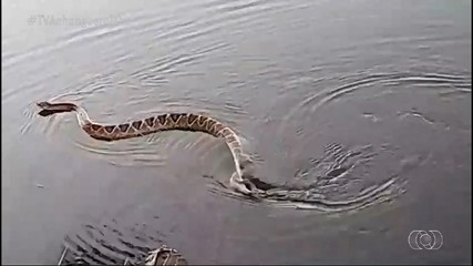 Imagens do Campo: biólogo registra cascavel nadando